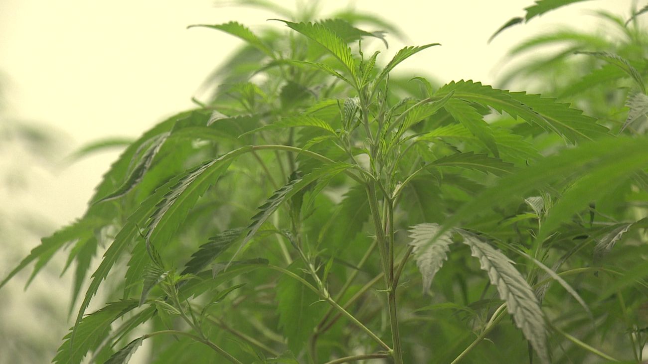 Nieuws - Onderzoek naar cannabissmokkel Schiphol leidt naar bedrijfspand in Dronten