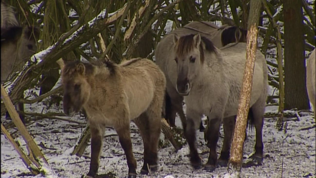 Nieuws - Delen van natuurgebied Oostvaardersplassen gesloten