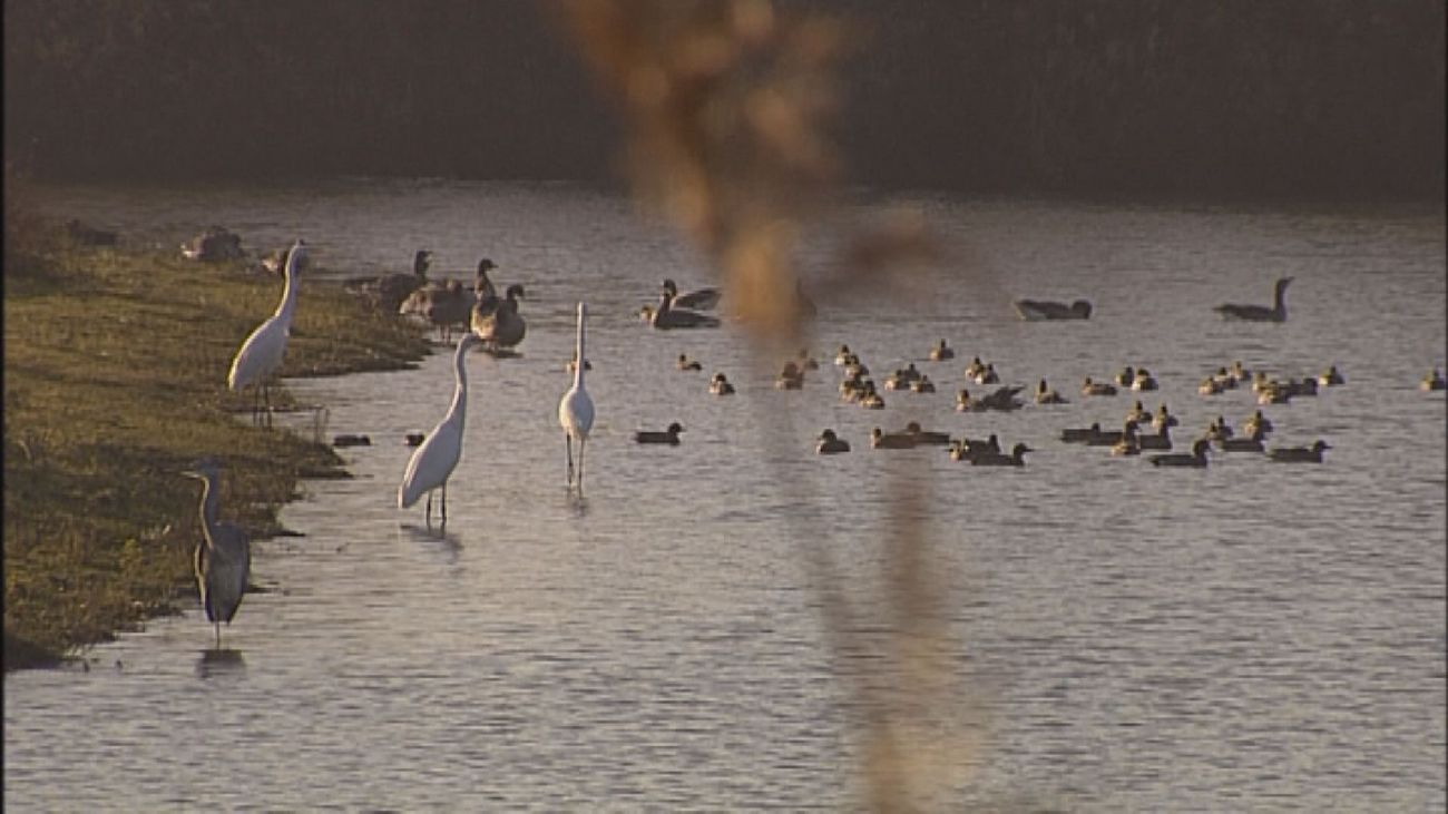 Vogelfestival Oostvaardersplassen: zondag volledig voor vogelliefhebbers