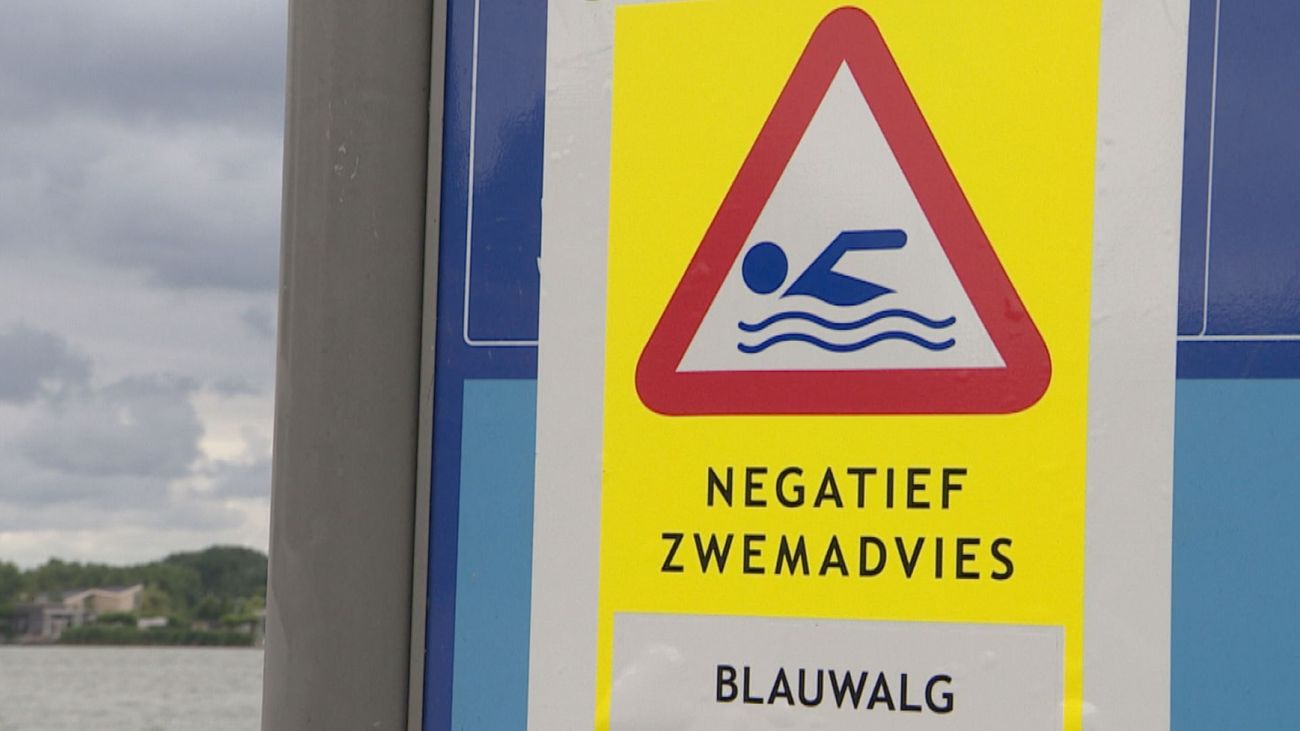 Blauwalg duikt op bij Almeerderstrand en Beachstrand Eemhof, waarschuwing voor zwemmen ingesteld