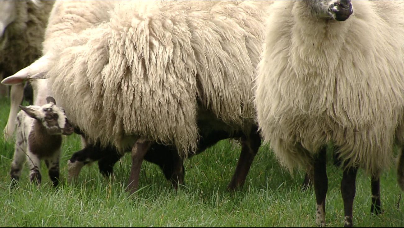 Omroep Flevoland – News – First case of bluetongue in Flevoland: sheep dies