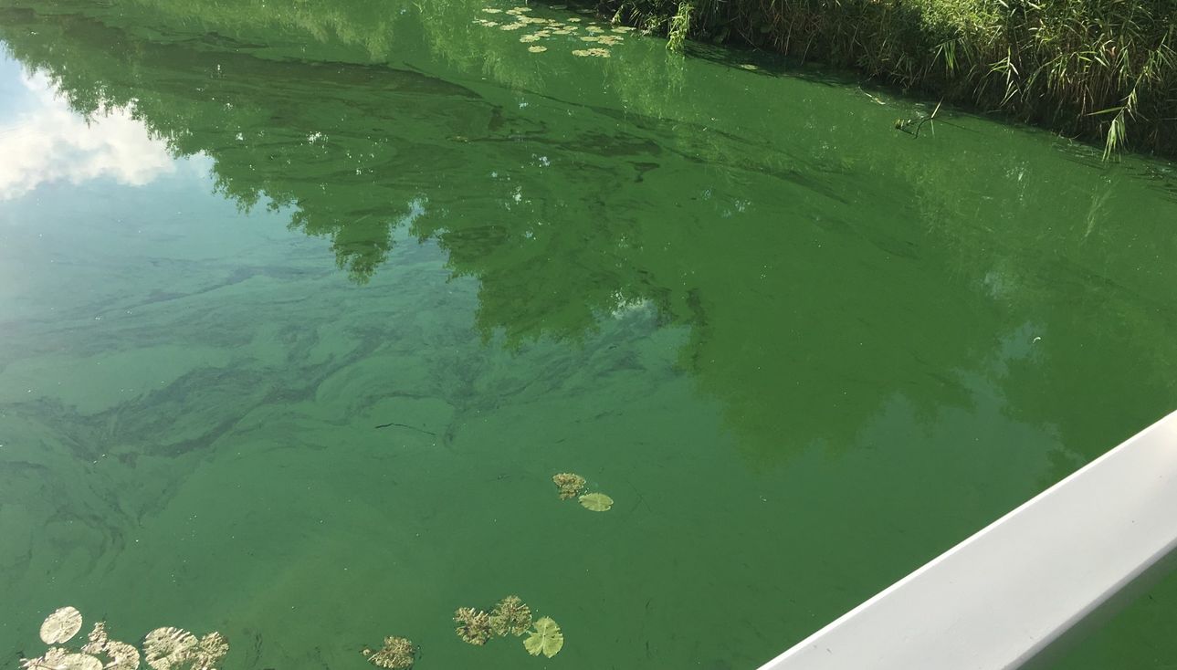 Nieuws - Blauwalg duikt weer op in provincie: waarschuwing voor twee Almeerse stranden
