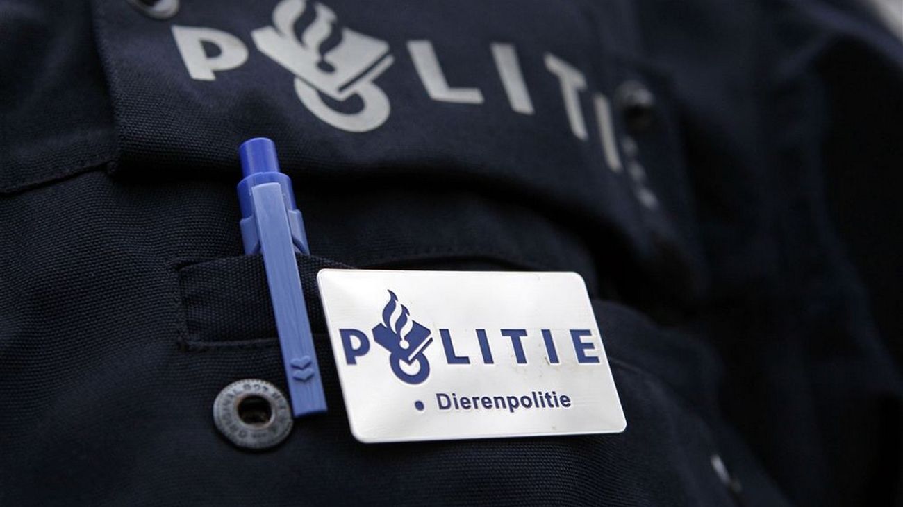 Dierenpolitie vindt ernstig verzwakte hond in Emmeloord en laat hem inslapen: 'Niet eerder zo gezien