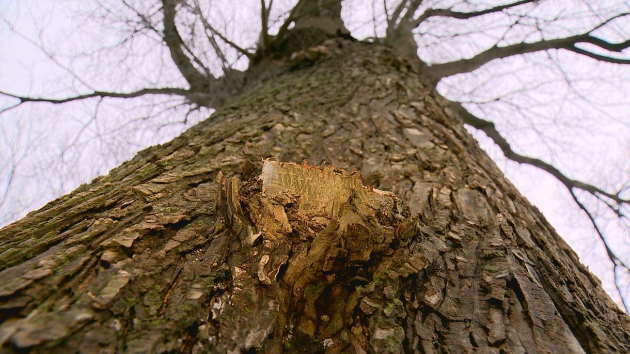 Nieuws - Almere kapt 99 'gevaarlijke' iepen, 120 nieuwe bomen geplant