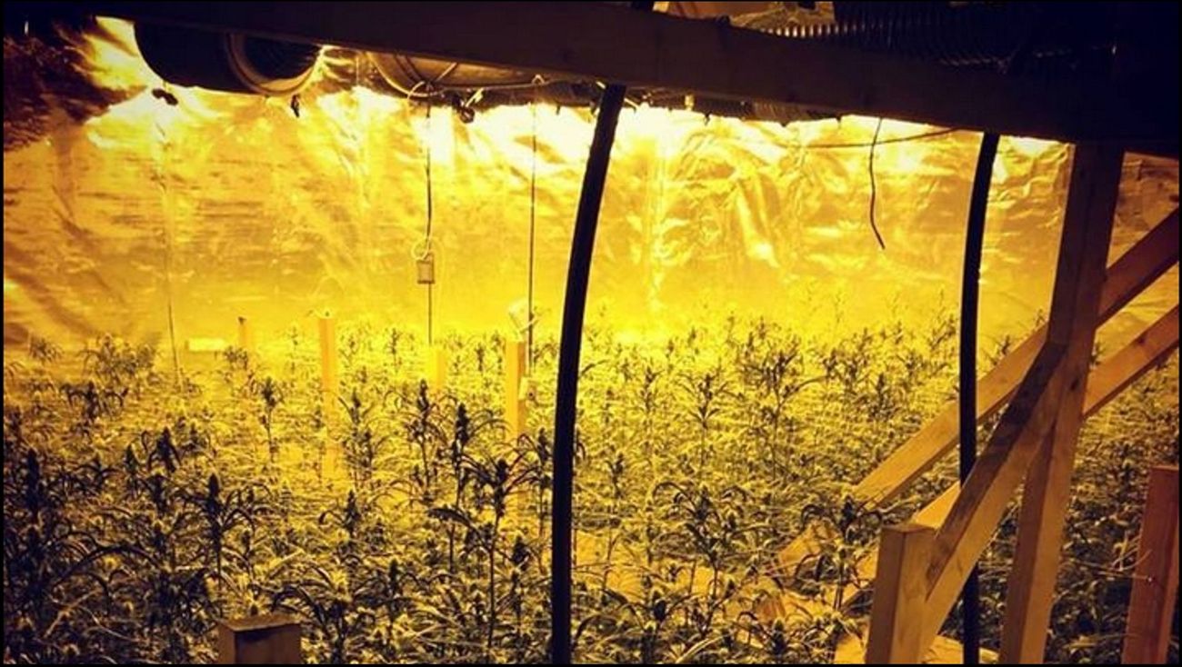 Nieuws - Wiettelers krijgen lagere celstraffen, maar moeten meer terugbetalen