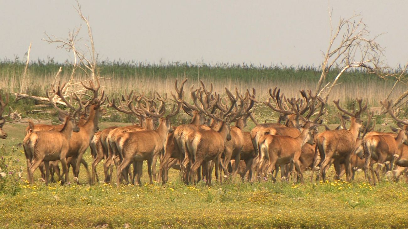Nieuws - Betere onderbouwing nodig voor afschieten van edelherten in Oostvaardersplassen