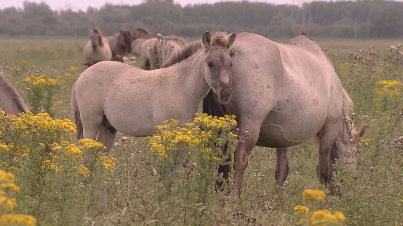 'Met het vervoeren van drachtige merries overtreedt Staatsbosbeheer de wet'