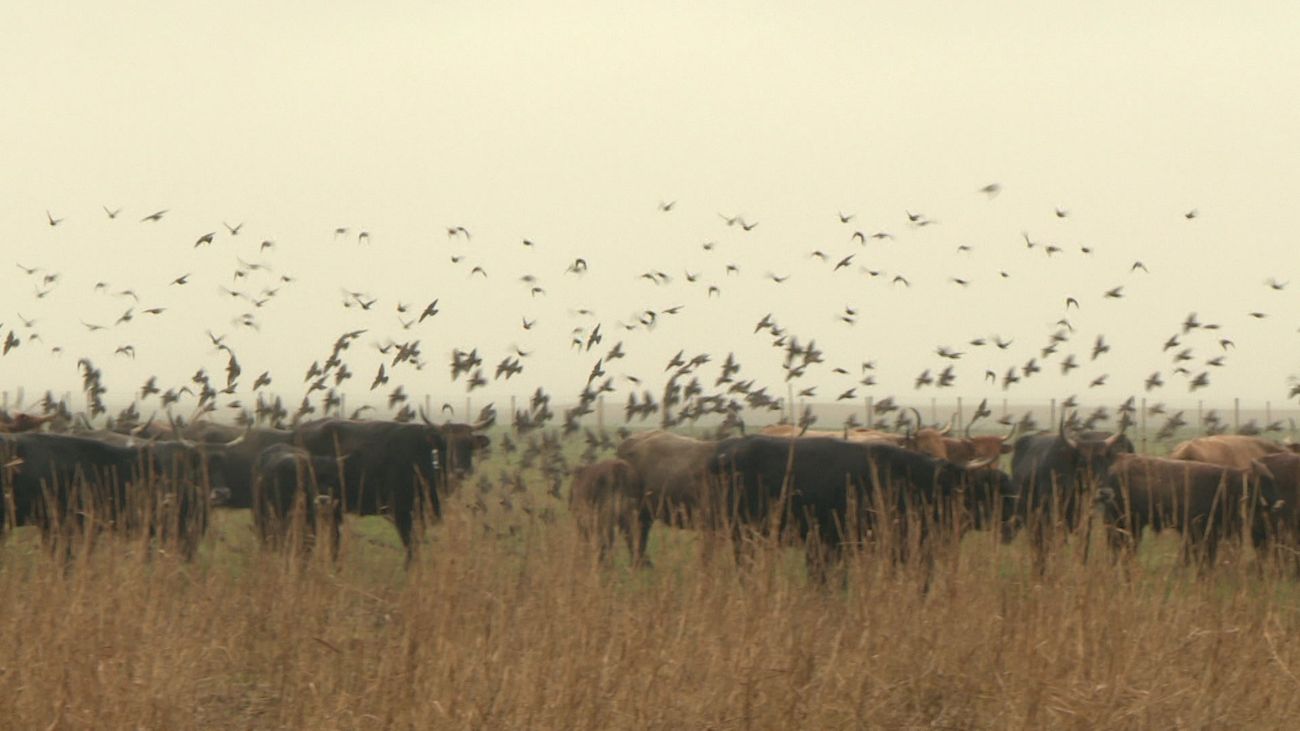 Staatsbosbeheer: mogelijk vogelgriep in Oostvaardersplassen, blijf uit de buurt van dode dieren