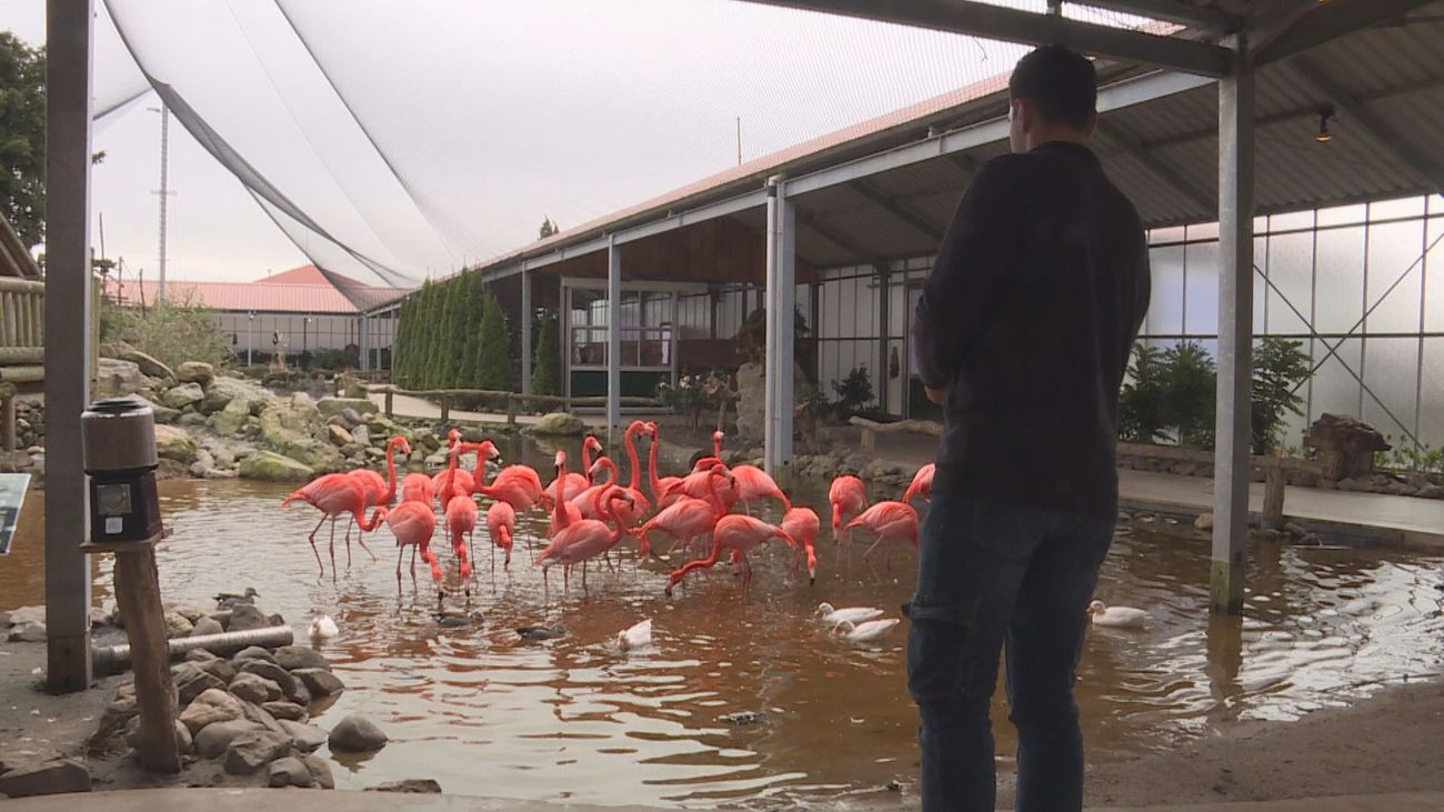 Nieuws - Flamingo's op onderzoek uit nu Orchideeën Hoeve dicht is