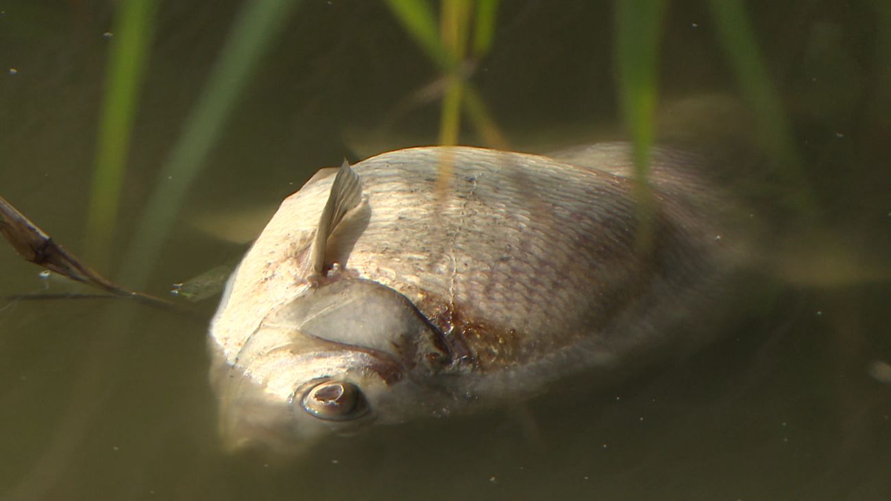 Provincie ziet geen fouten rond de vissterfte in de Oostvaardersplassen