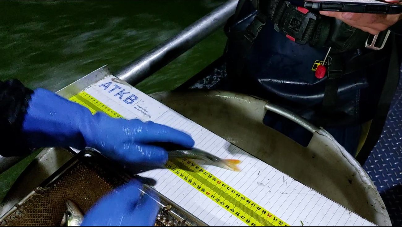 Nachtwerk op het water: onderzoekers en vissers meten visstand Markermeer en IJsselmeer