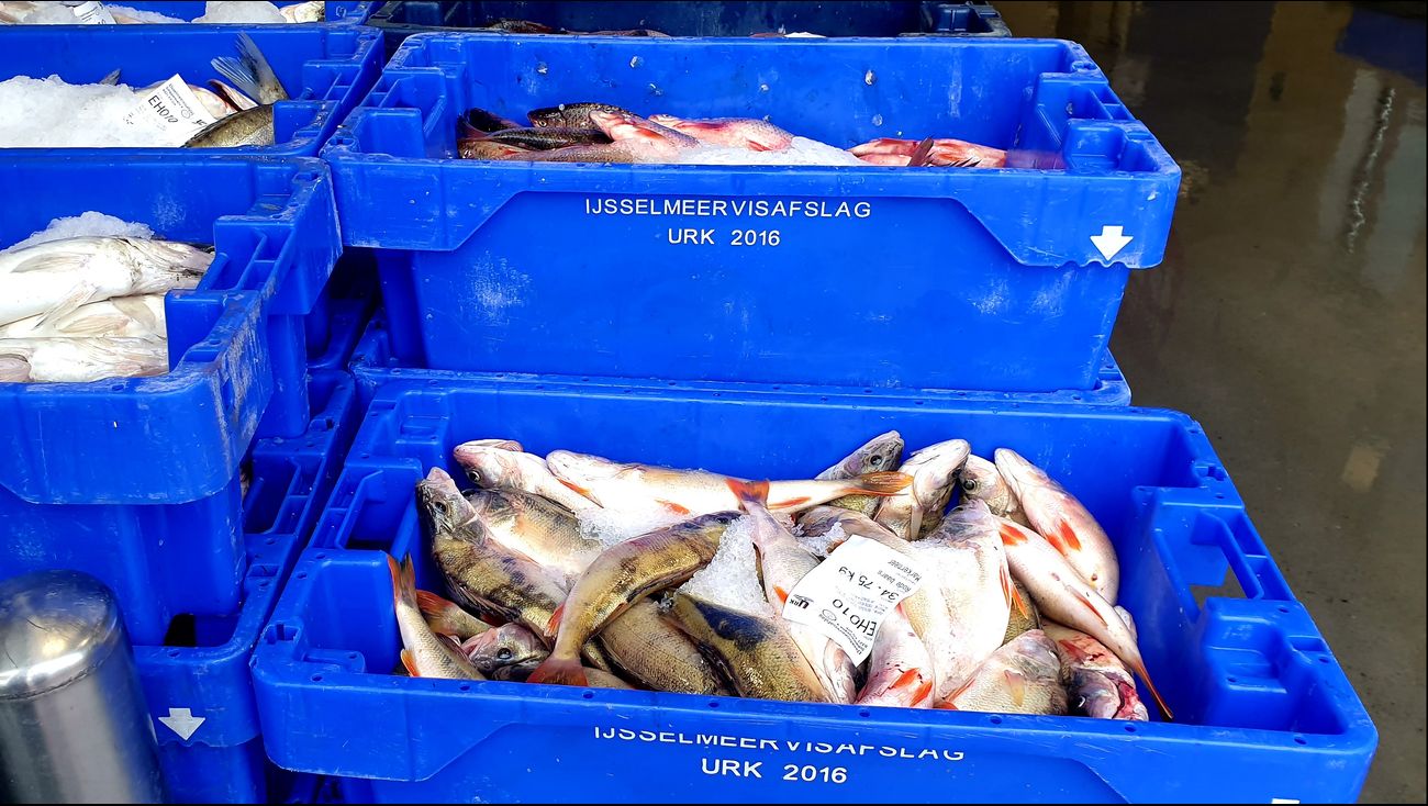 Nieuws - Recordomzet bij Urker visafslag door hoge palingprijs en grote vangsten