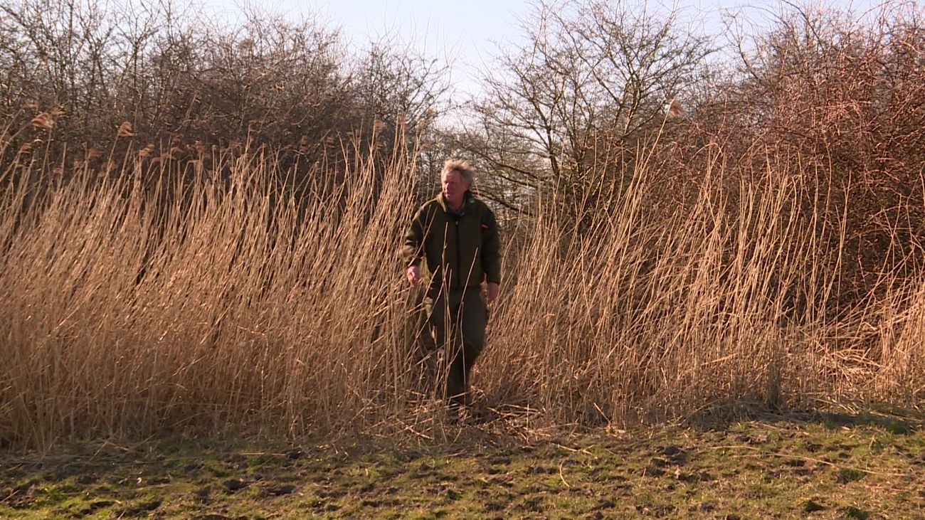 Nieuws - 55.000 bomen en struiken in Oostvaardersplassen geplant