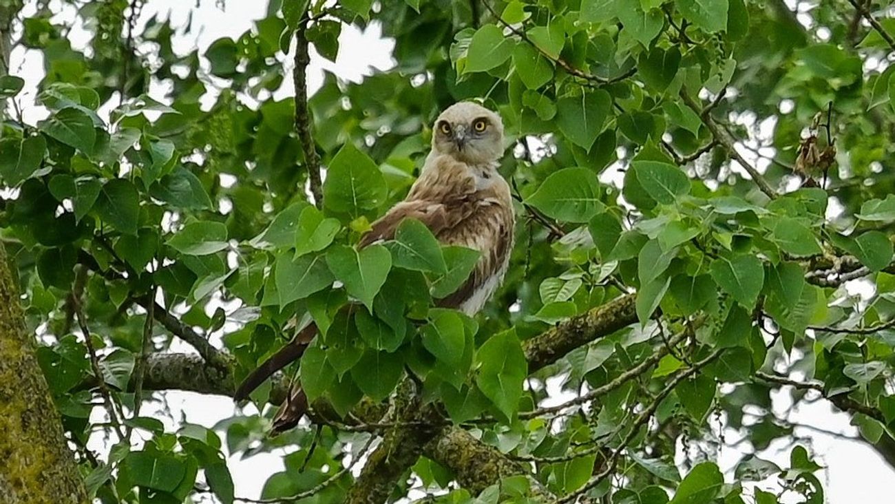 Zeldzame slangenarend strijkt neer in Oostvaardersplassen
