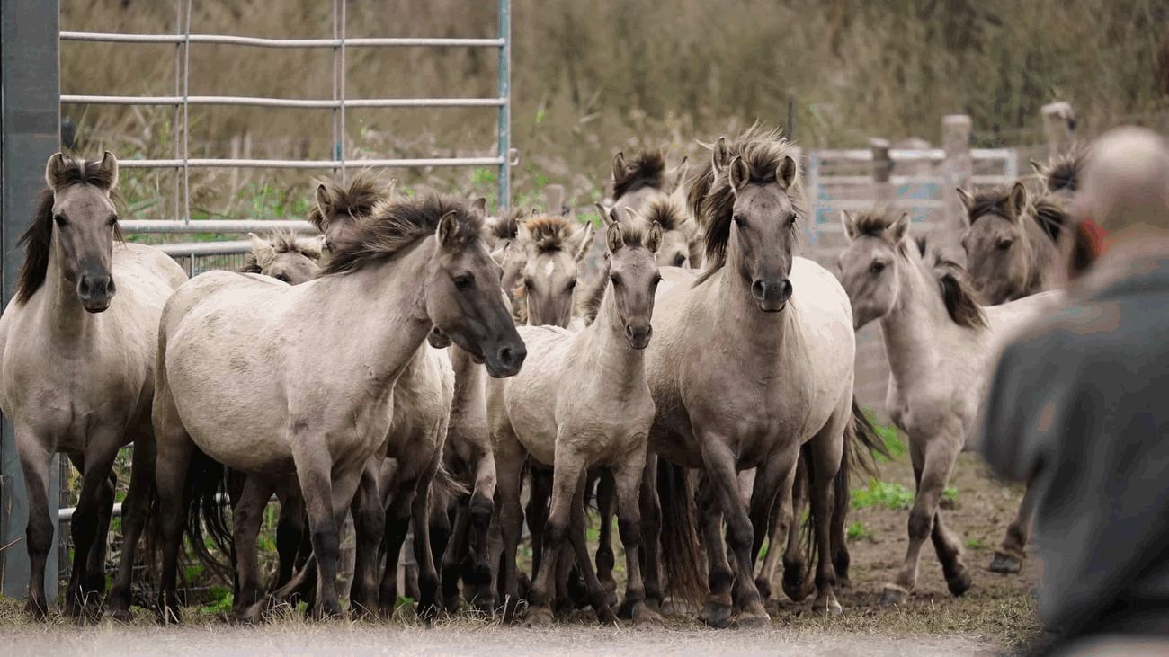 Nieuws - De één na de andere rechtszaak rondom de Oostvaardersplassen: Waarom is dat?