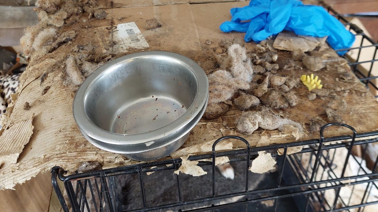 Verwaarloosde hond in beslag genomen in Almere