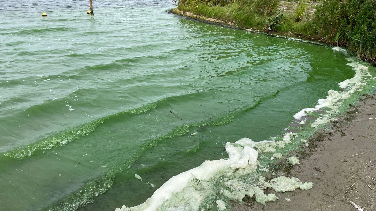 Nieuws - Geen blauwalg meer op Almeerderstrand, maar wel bij Spijkstrand