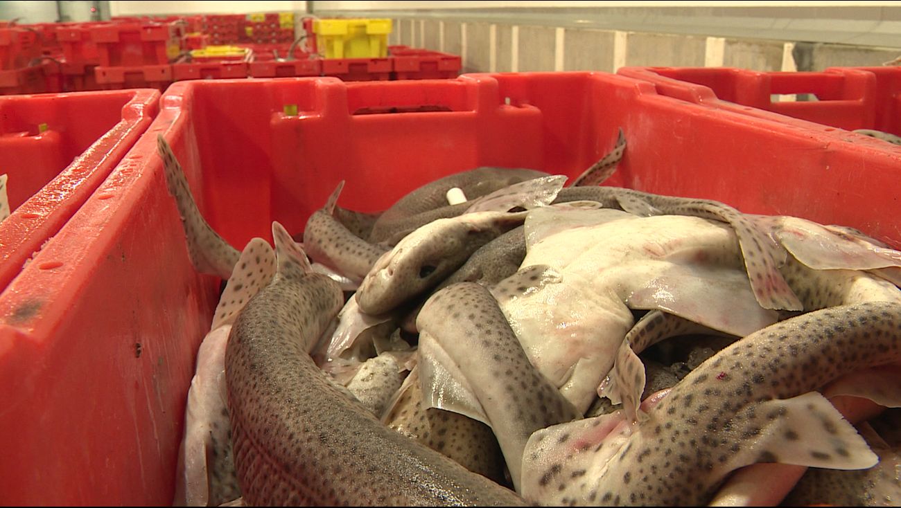 Nieuws - Hoe Visveiling Urk overleeft terwijl aanvoer instort