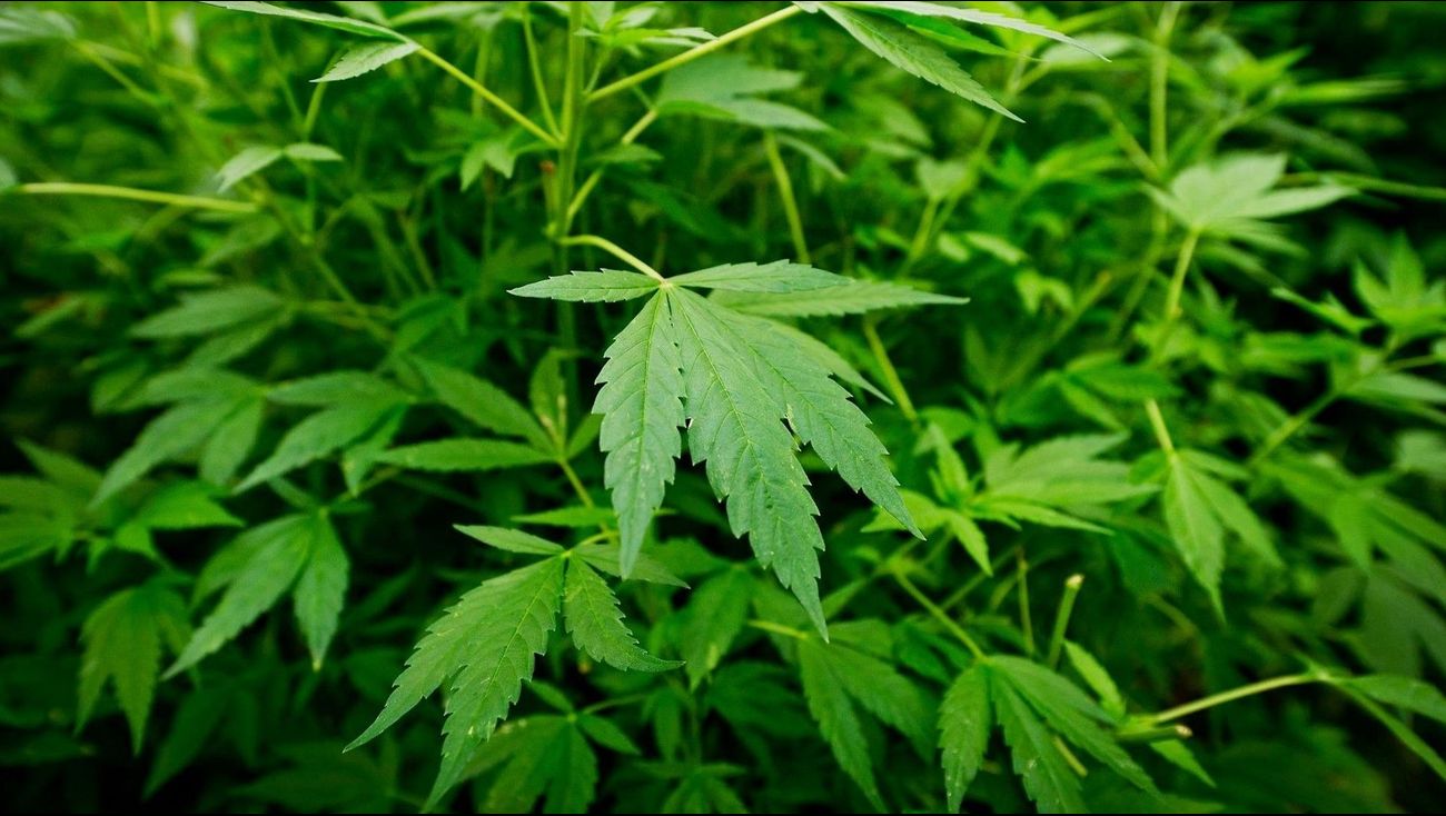 Nieuws - Pand gesloten in Dronten na vondst van hennepkwekerij