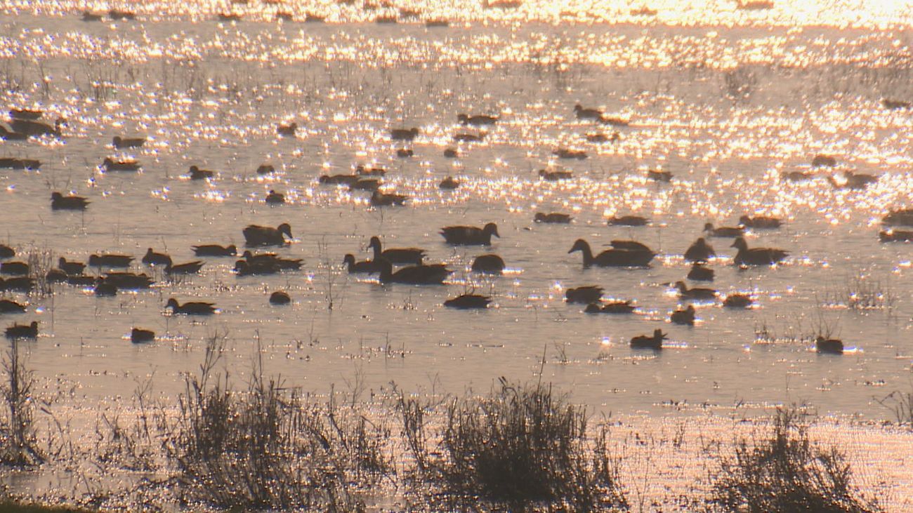 Nieuws - Eind aan slepende rechtszaak over waterpoelen in Oostvaardersplassen