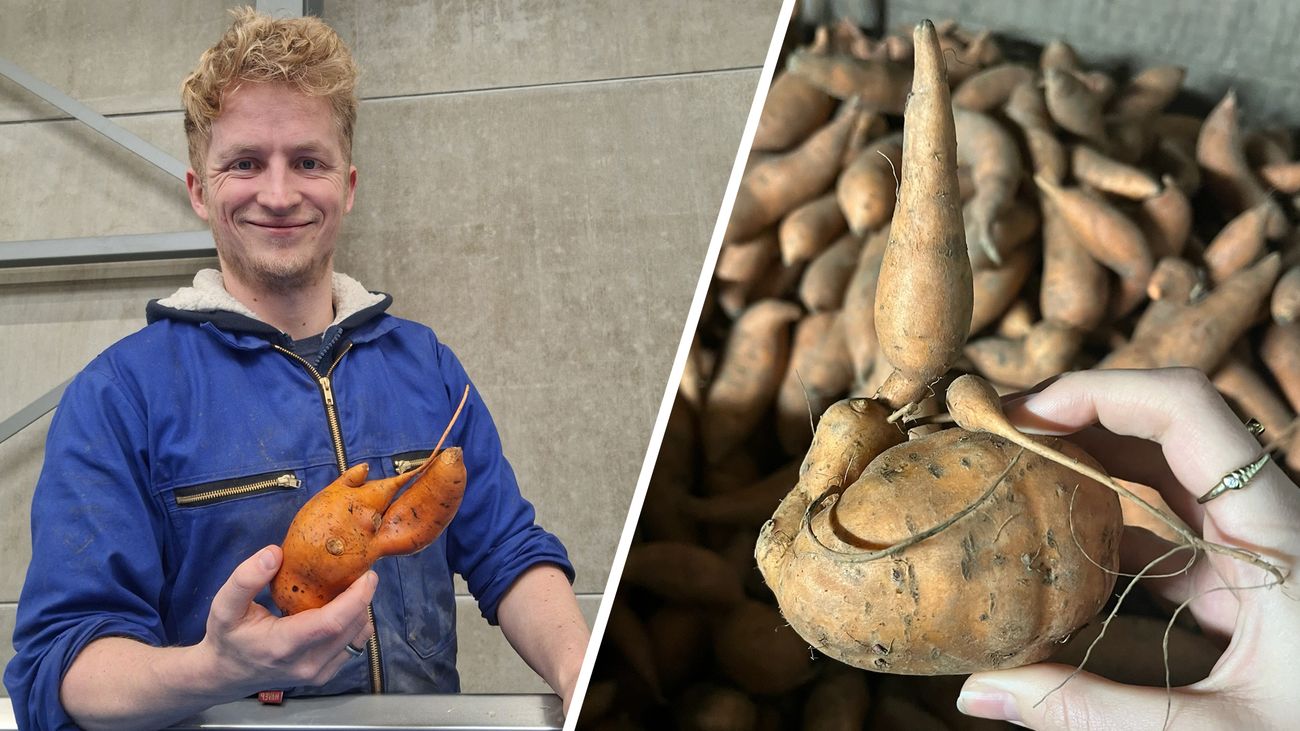 Omroep Flevoland - Nieuws - Stefan zoekt koper voor 50.000 kilo 'te ...