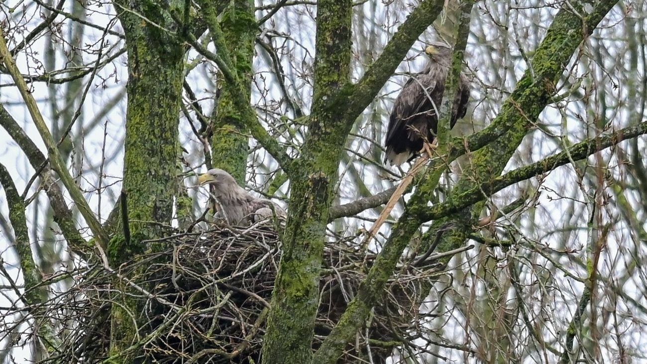 Nieuws - Zeearenden broeden in Hollandse Hout, wandelpad afgesloten en ruiterpad aangepast