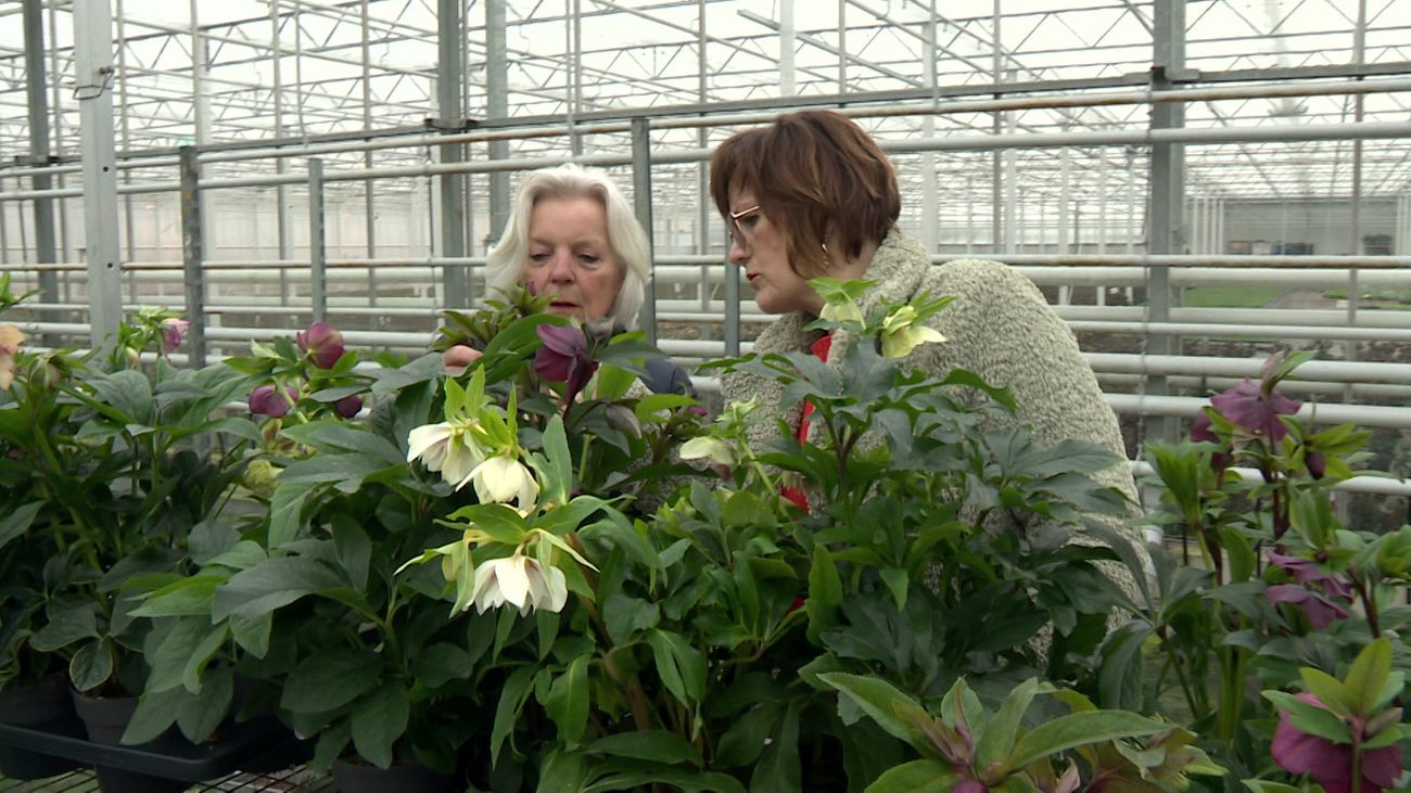Nieuws - Kwekerij FlevoFlora houdt eerste verkoopdag voor consumenten