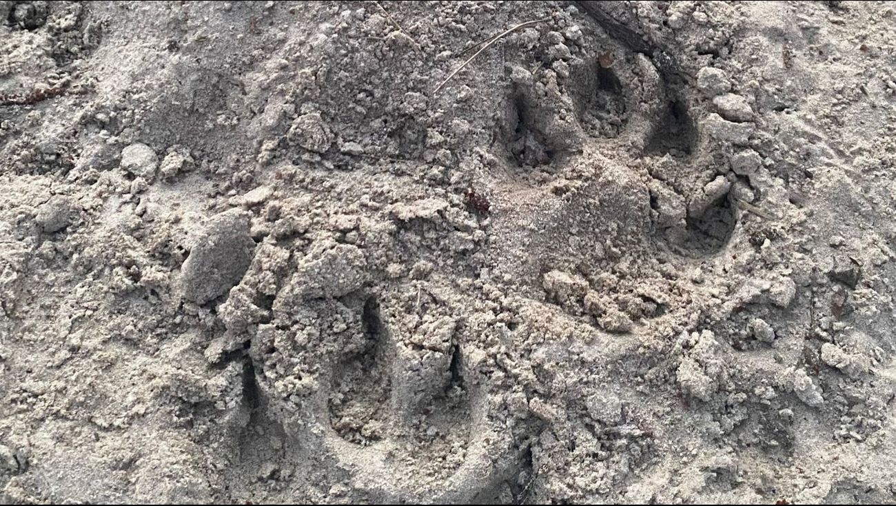 Nieuws - DNA-materiaal bevestigt twee wolvenaanvallen in november