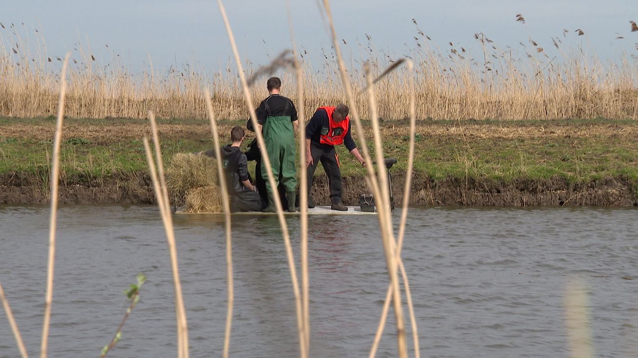 Nieuws - Activisten brengen hooi voor heckrunderen Oostvaardersplassen