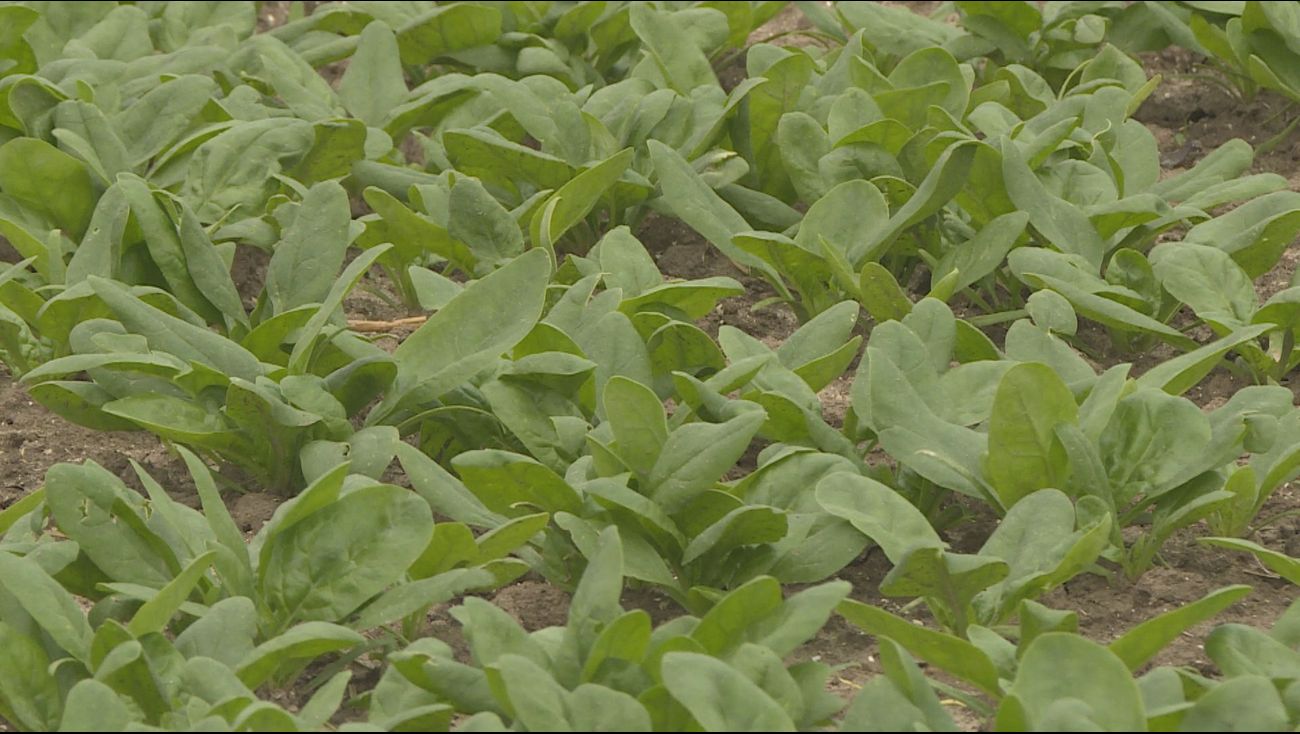 Gemist - Als het aan deze twee Lelystedelingen ligt, krijgt Lelystad een duurzame tuinderij