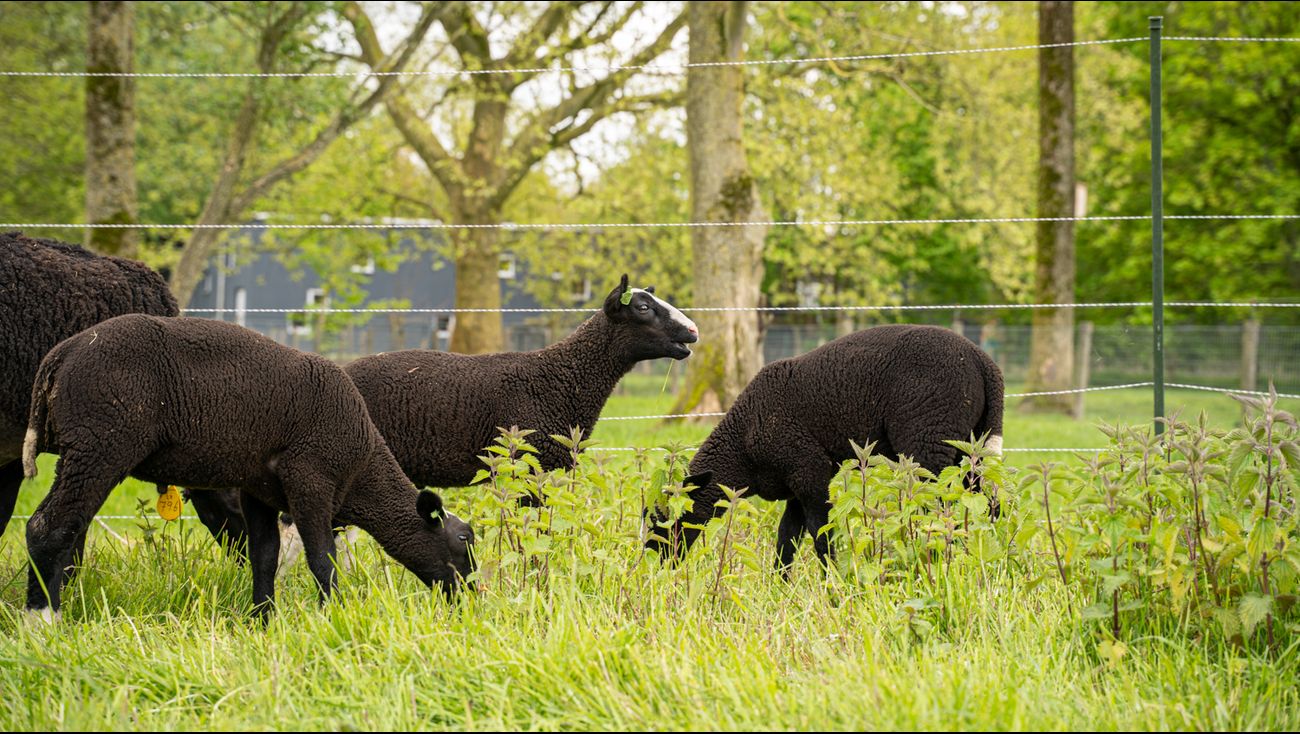 Nieuws - Stad en Natuur plaatst wolfwerende hekken: 'We willen niet wachten tot het mis gaat'