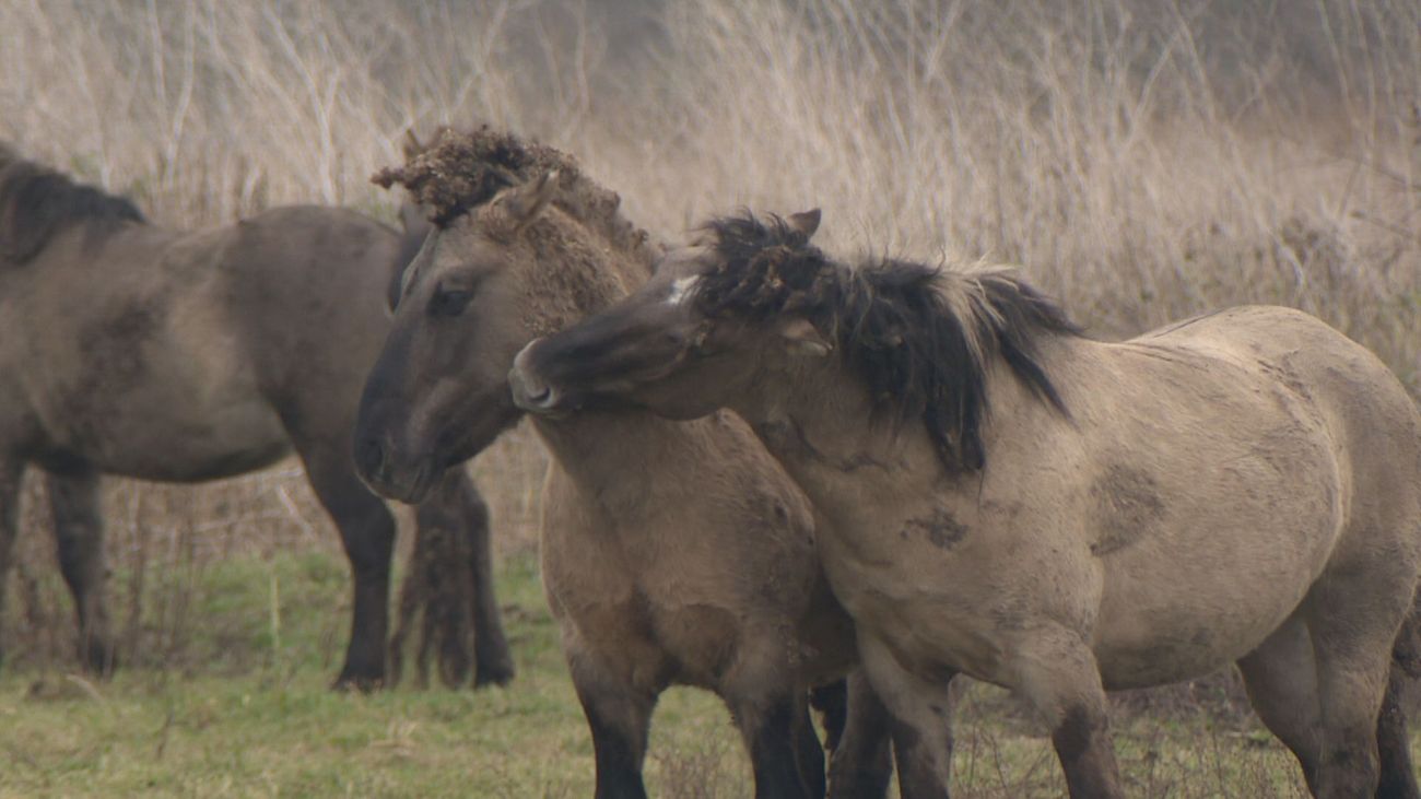 Nieuws - Konikpaarden mogen niet meer grazen tussen stekelige planten, 'is dierenmishandeling'