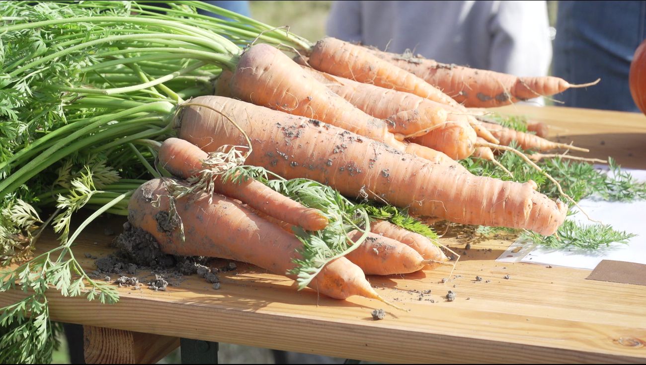 Gemist - Drieduizend kinderen bezoeken boeren in Lelystad