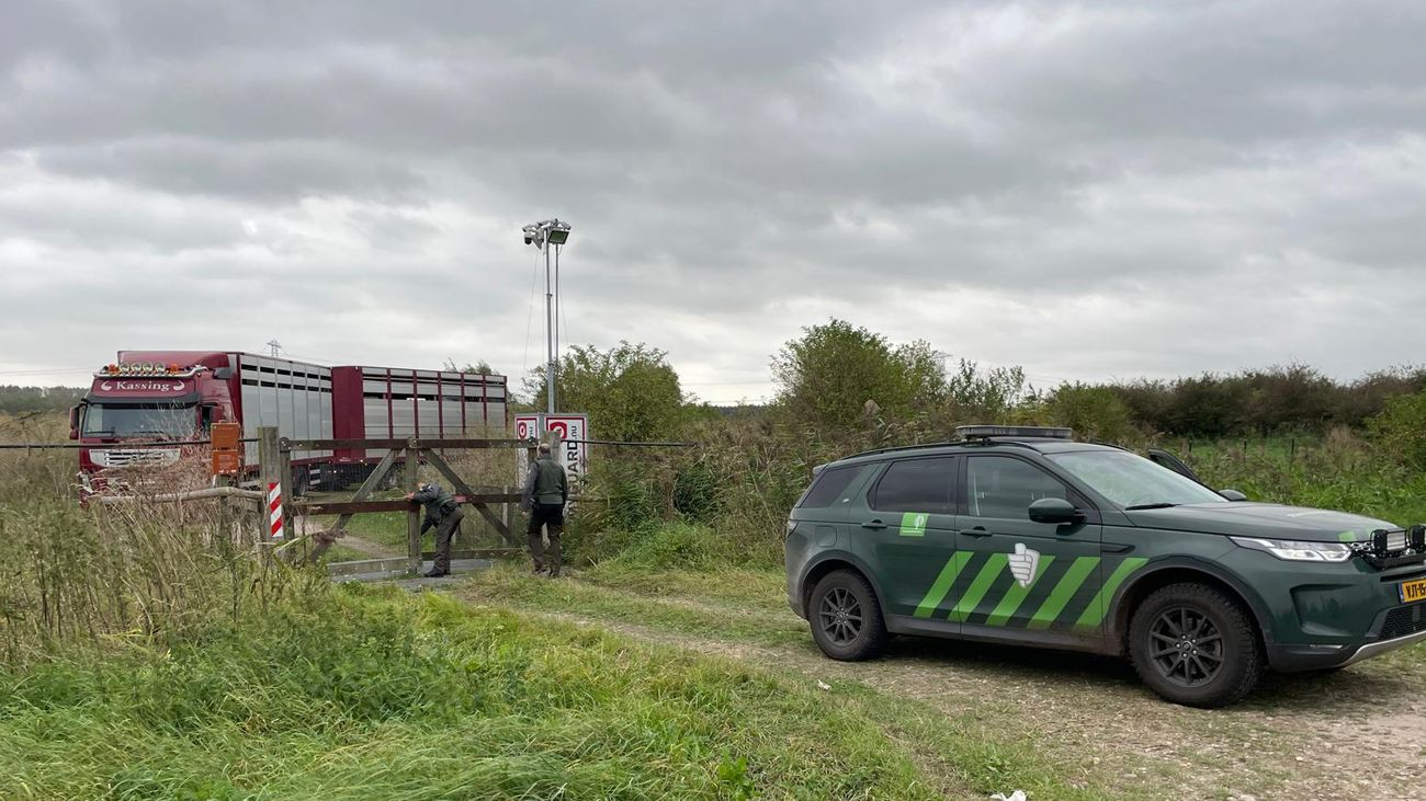 Staatsbosbeheer verplaatst kudde konikpaarden naar Friesland, deel geslacht