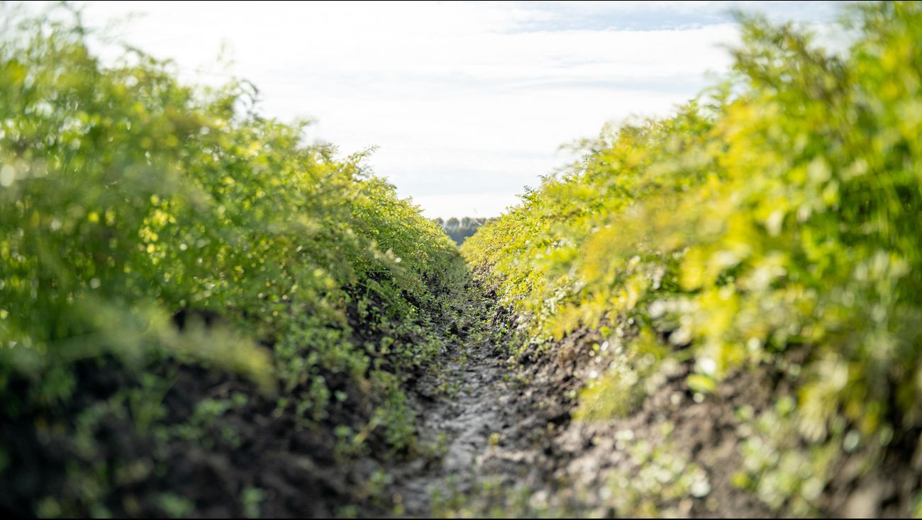 Nieuws - Duurzame aardappels kweken zonder in te leveren op kwaliteit? Hier wordt het straks getest