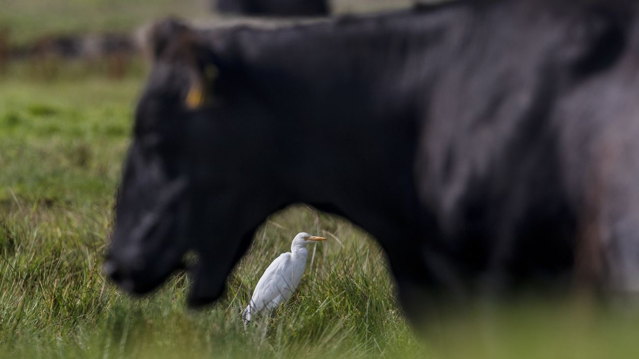 Nieuws - Kenners enthousiast over de koereiger die nestelt in Flevoland: 'De vogel is een blijver'