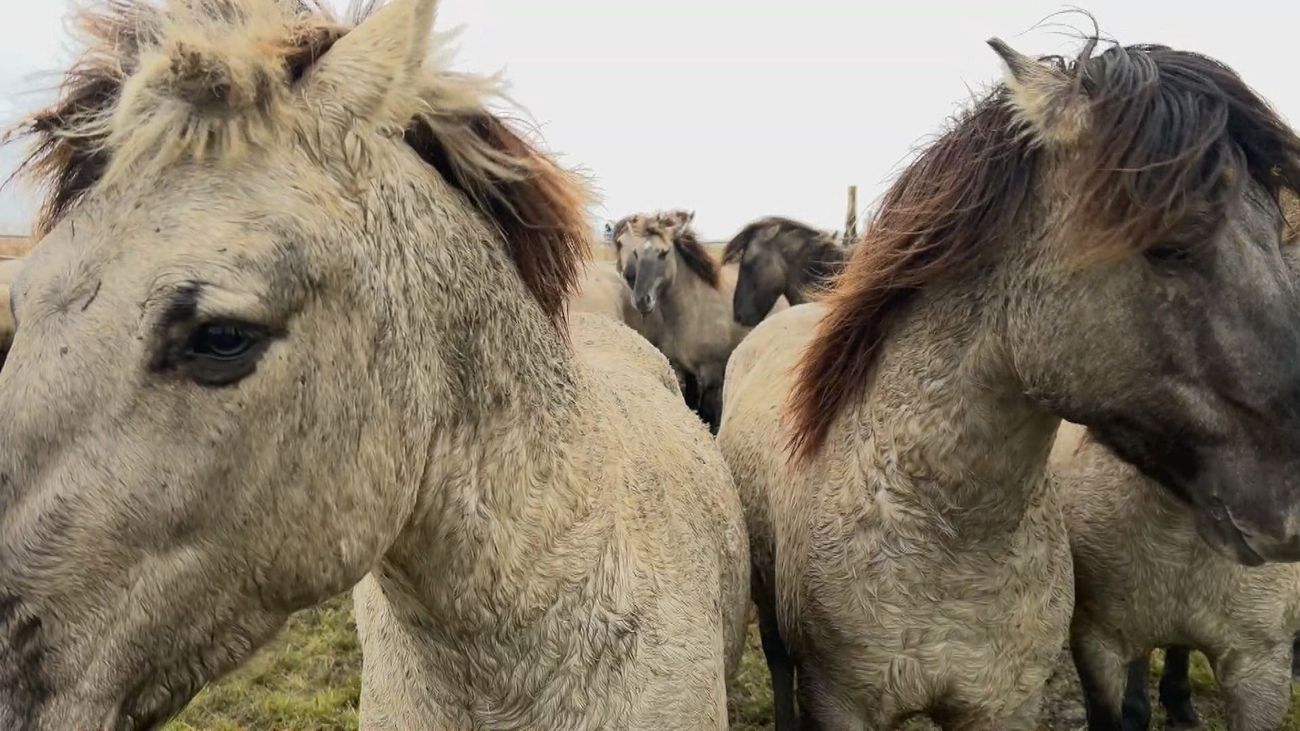 Staatssecretaris: 'Doden gezonde konikpaarden Oostvaardersplassen zoveel mogelijk voorkomen'