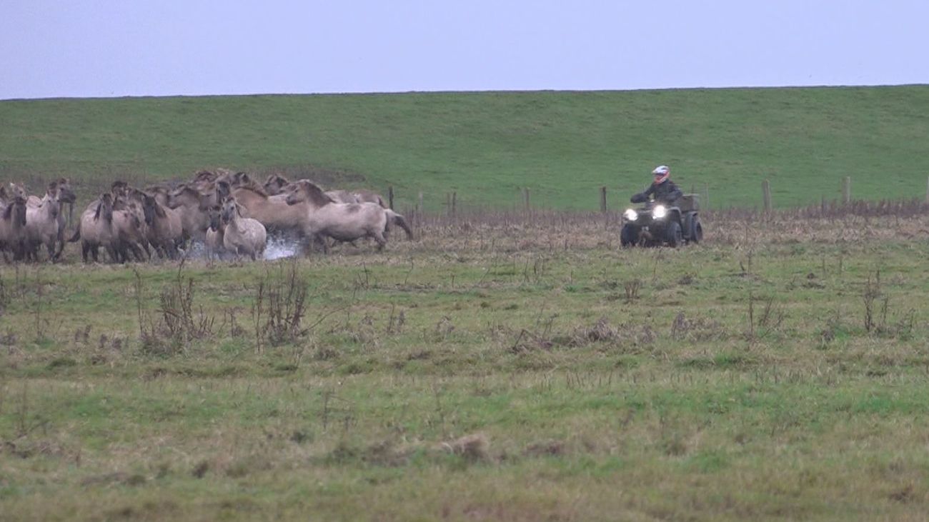 Nieuws - Konikpaarden uit Oostvaardersveld alsnog geslacht na verhuizing