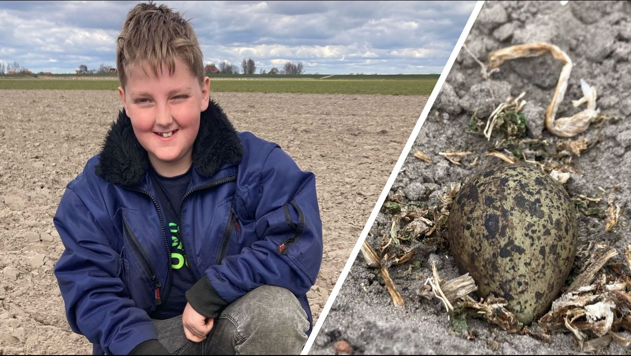 Nieuws - Sander (11) vindt eerste kievitsei van Flevoland