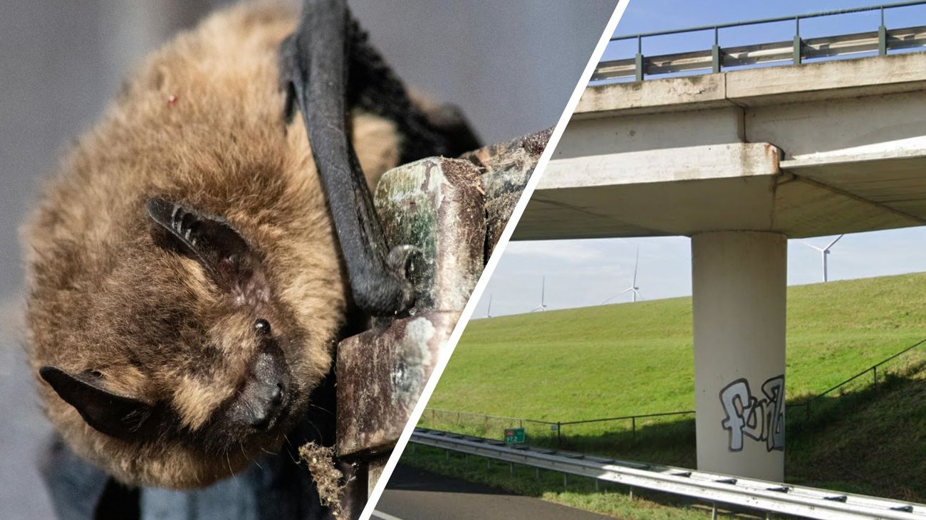 Nieuws - Gevleugelde bewoners van viaduct over A6 krijgen nieuwe hangplek