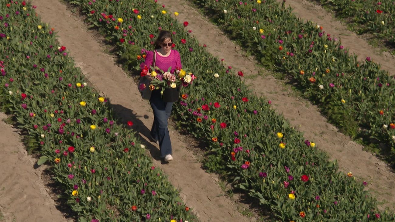 Nieuws - Legaal tulpen plukken in de pluktuin in Marknesse