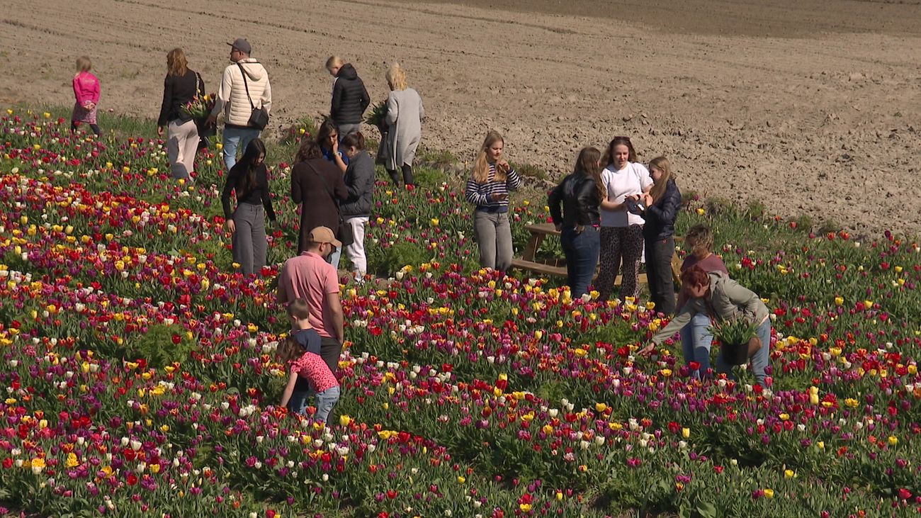Gemist - Nieuws in de muziek: Drukte bij de Tulpenpluktuin