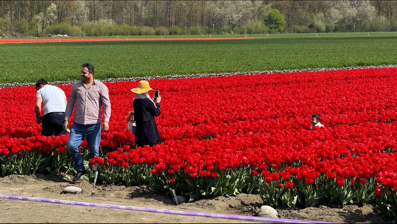 Nieuws - Toeristen lopen massaal tulpenvelden in: 'U bederft het voor de anderen'