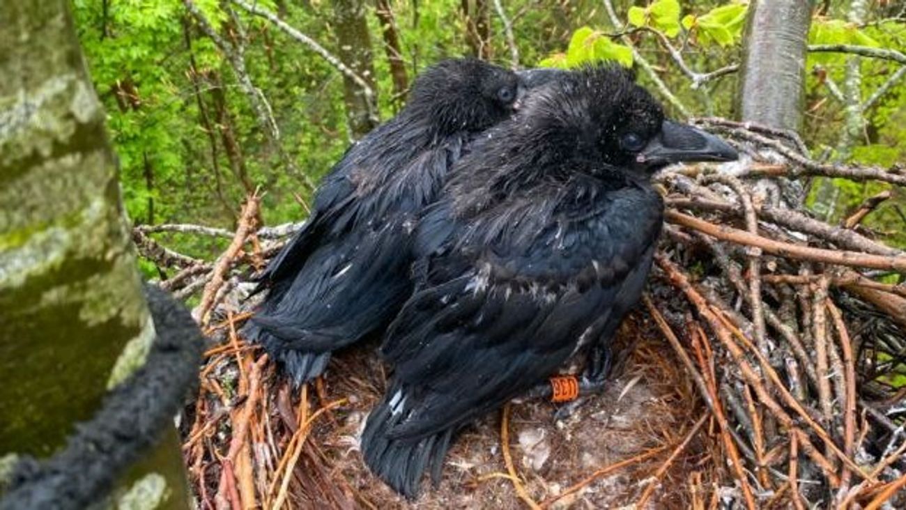 Hoogspanningsmasten en de Oostvaarderplassen, dit is waarom de raaf zich steeds meer thuis voelt in 