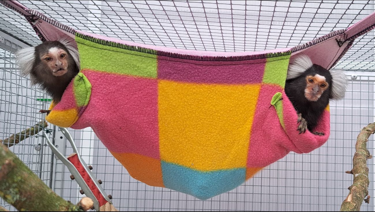 Nieuws - De leukste foto van deze vrijdag: Tumaini en Giuli in de hangmat