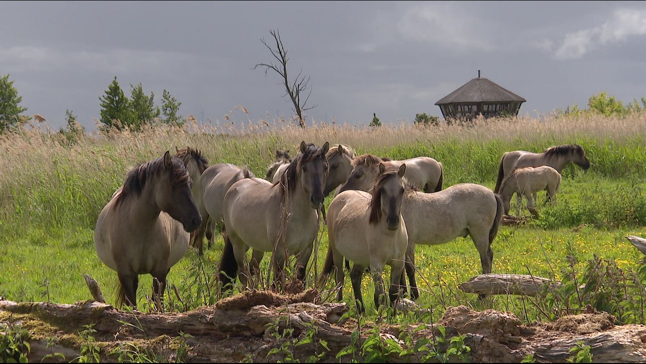 Nieuws - Stichting krijgt ongelijk in zaak over geslachte drachtige merries Oostvaardersplassen