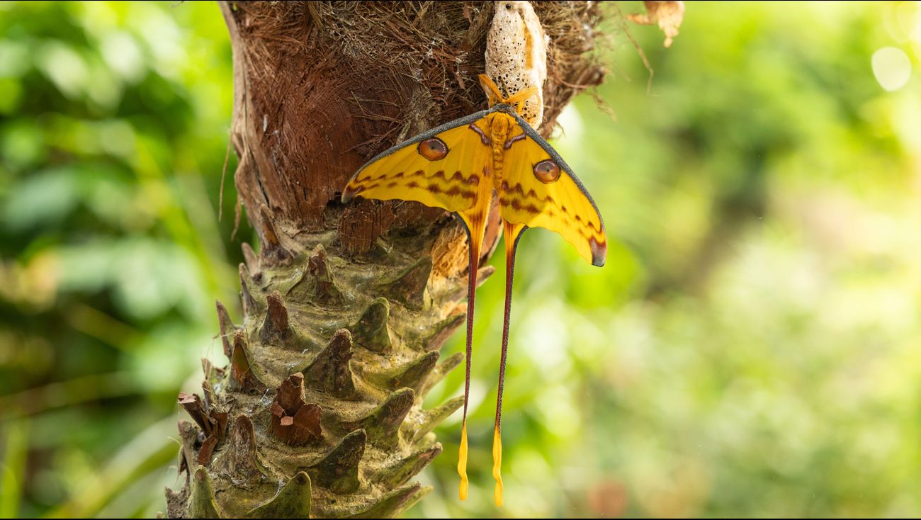 Nieuws - Zeldzame komeetstaartvlinder komt uit cocon in Pantropica