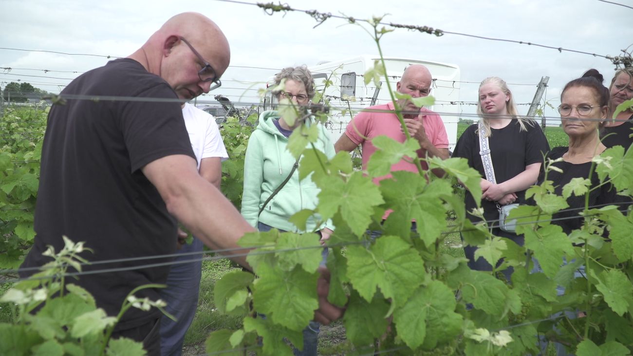 Nieuws - Kamperen en wijn proeven tussen de wijnranken