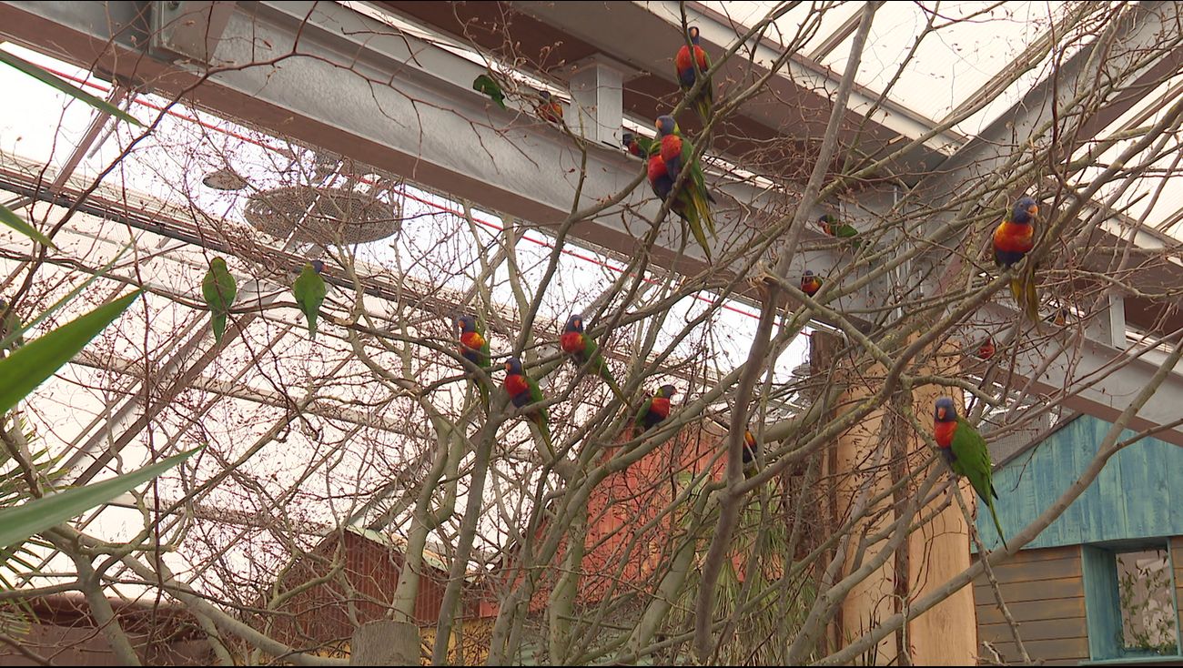 Nieuws - Grotere nieuwe tuin voor kwetterende kleurige lori's in Pantropica