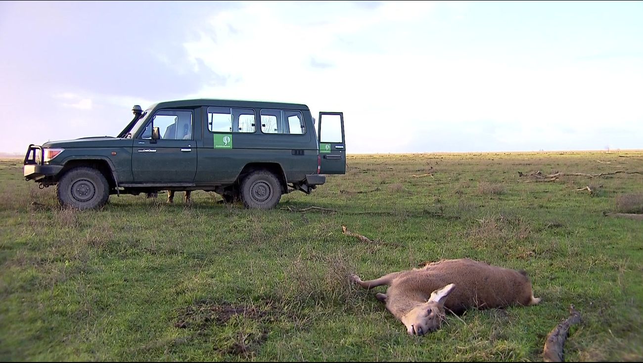 Nieuws - Raad van State legt doden van edelherten Oostvaardersplassen stil